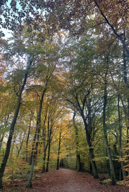 Efterår skov naturen