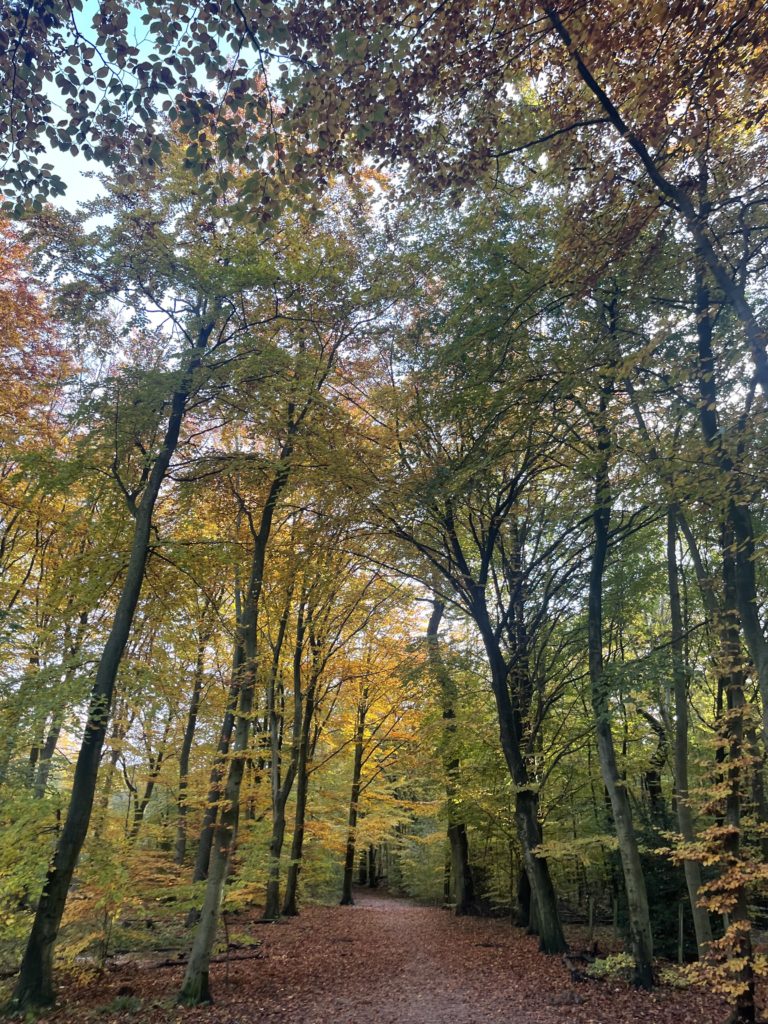 Efterår skov naturen
