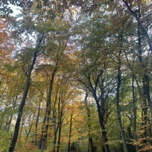 Efterår skov naturen